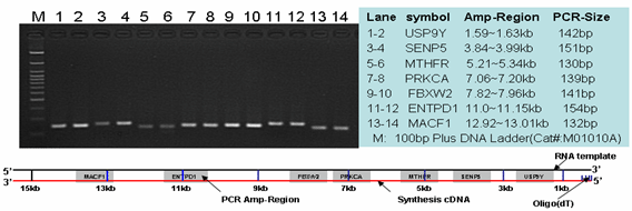 All-in-One? First -Strand cDNA合成试剂盒